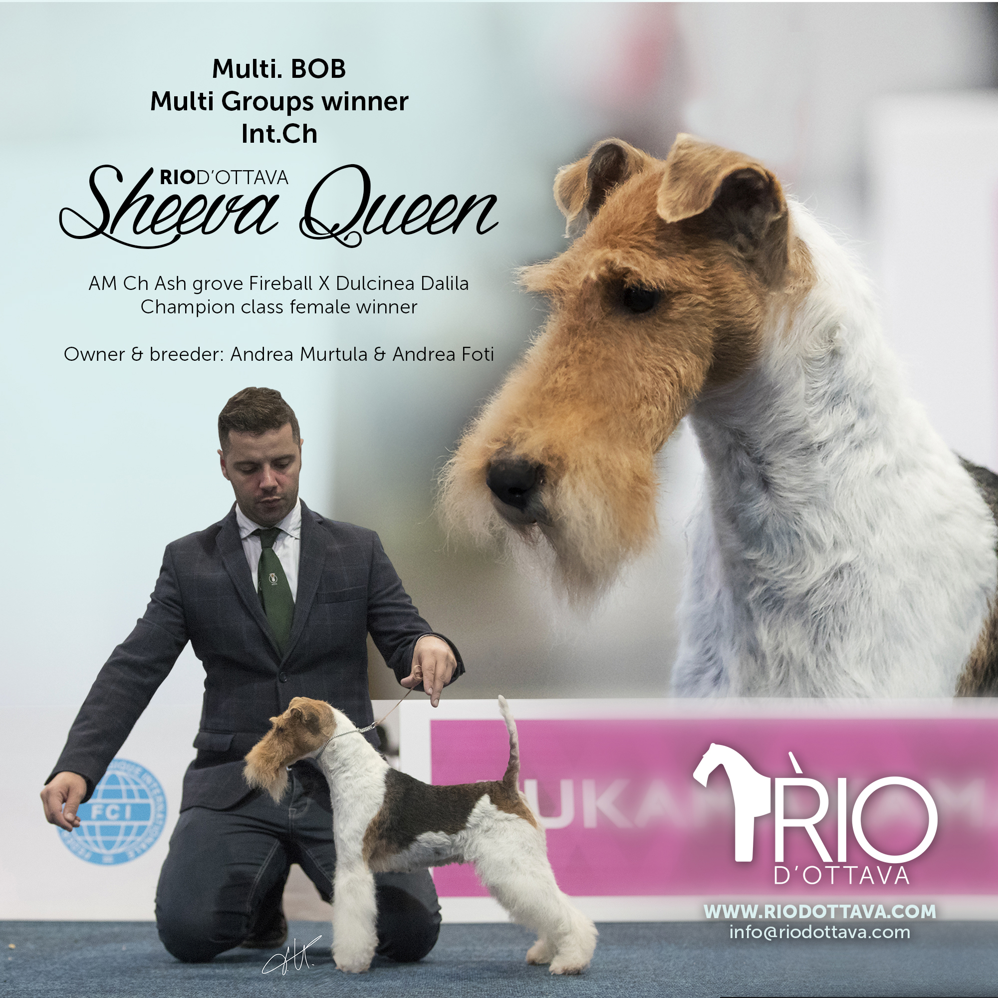 Rio d'Ottava Wire Fox Terriers by Andrea Murtula –  Int.CH Rio d'Ottava Sheeva Queen