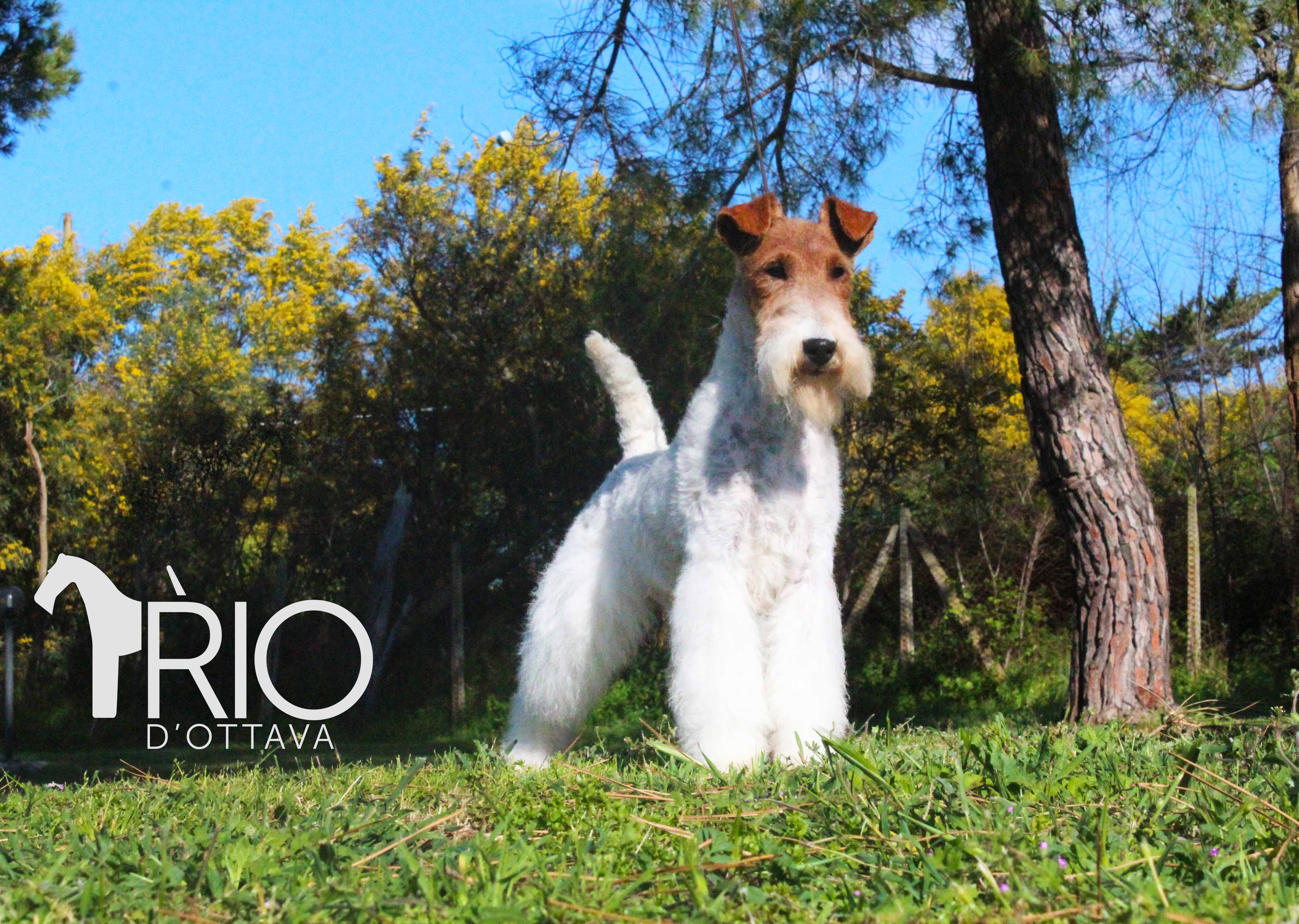 Rio d'Ottava Wire Fox Terriers by Andrea Murtula – Int. CH Rio d'Ottava Reflection of Moonglow