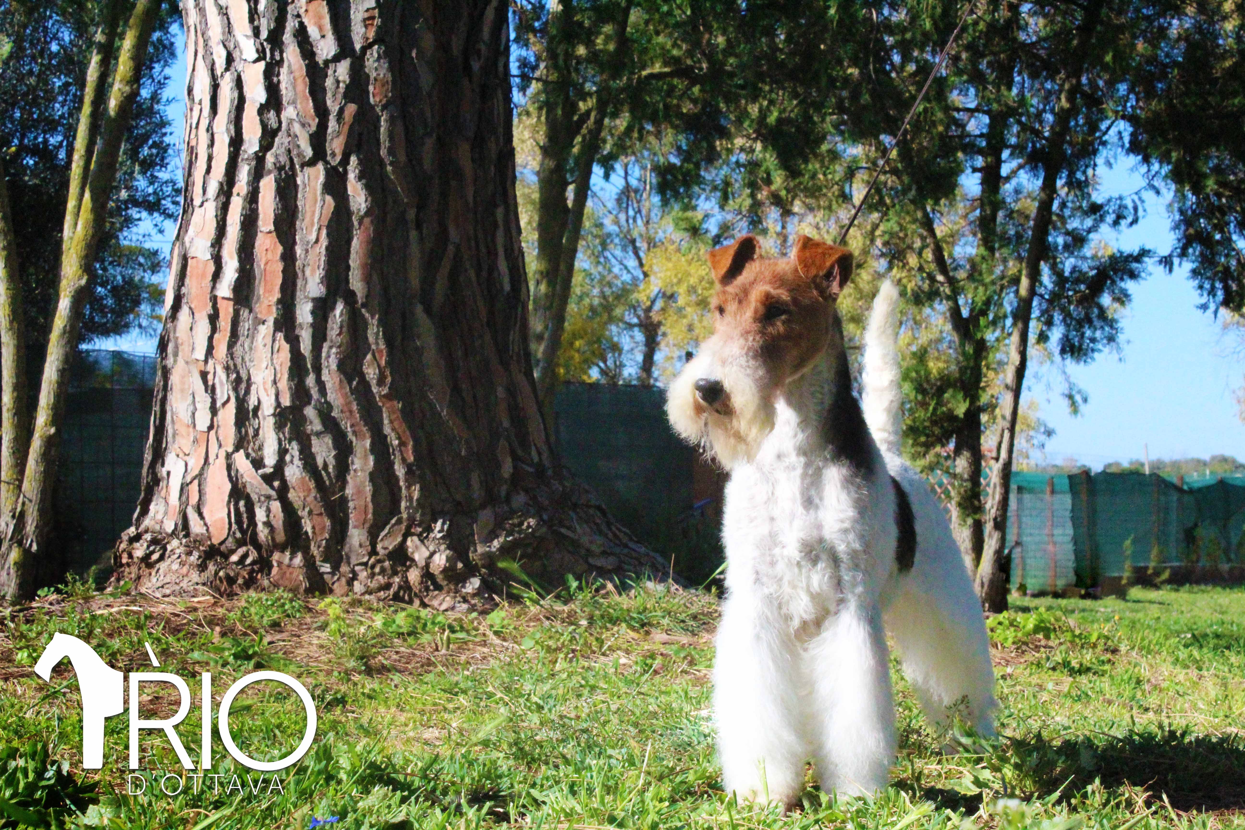 Rio d'Ottava Wire Fox Terriers by Andrea Murtula – Int. CH Rio d'Ottava Reflection of Moonglow