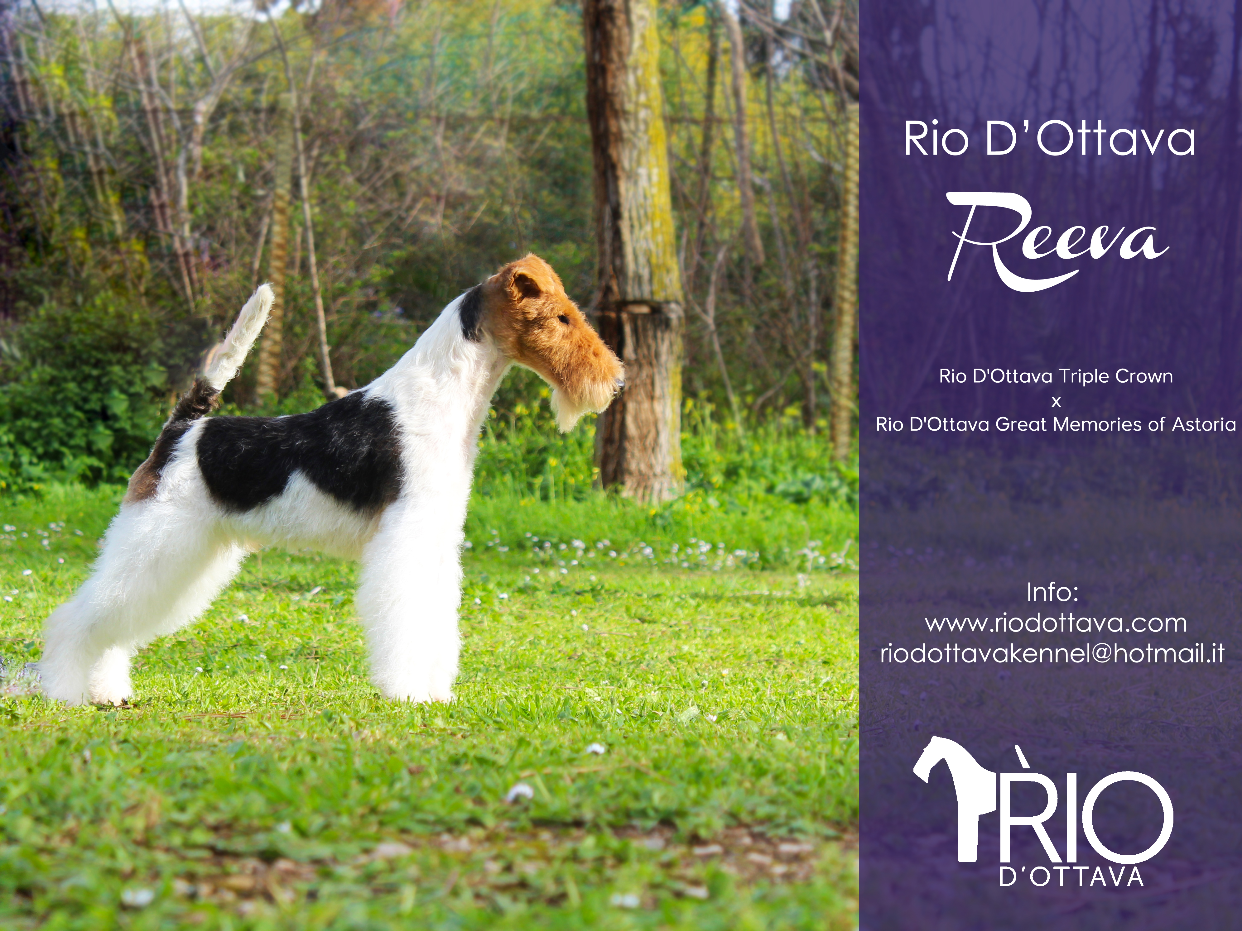 Rio d'Ottava Wire Fox Terriers by Andrea Murtula – Rio d'Ottava Reeva