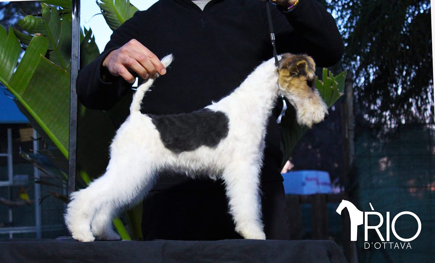 Rio d'Ottava Wire Fox Terriers by Andrea Murtula – Rio D'Ottava Tina Doc Skin