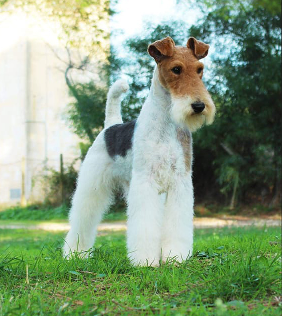 Rio d'Ottava Wire Fox Terriers by Andrea Murtula – Rio D'Ottava Tina Doc Skin