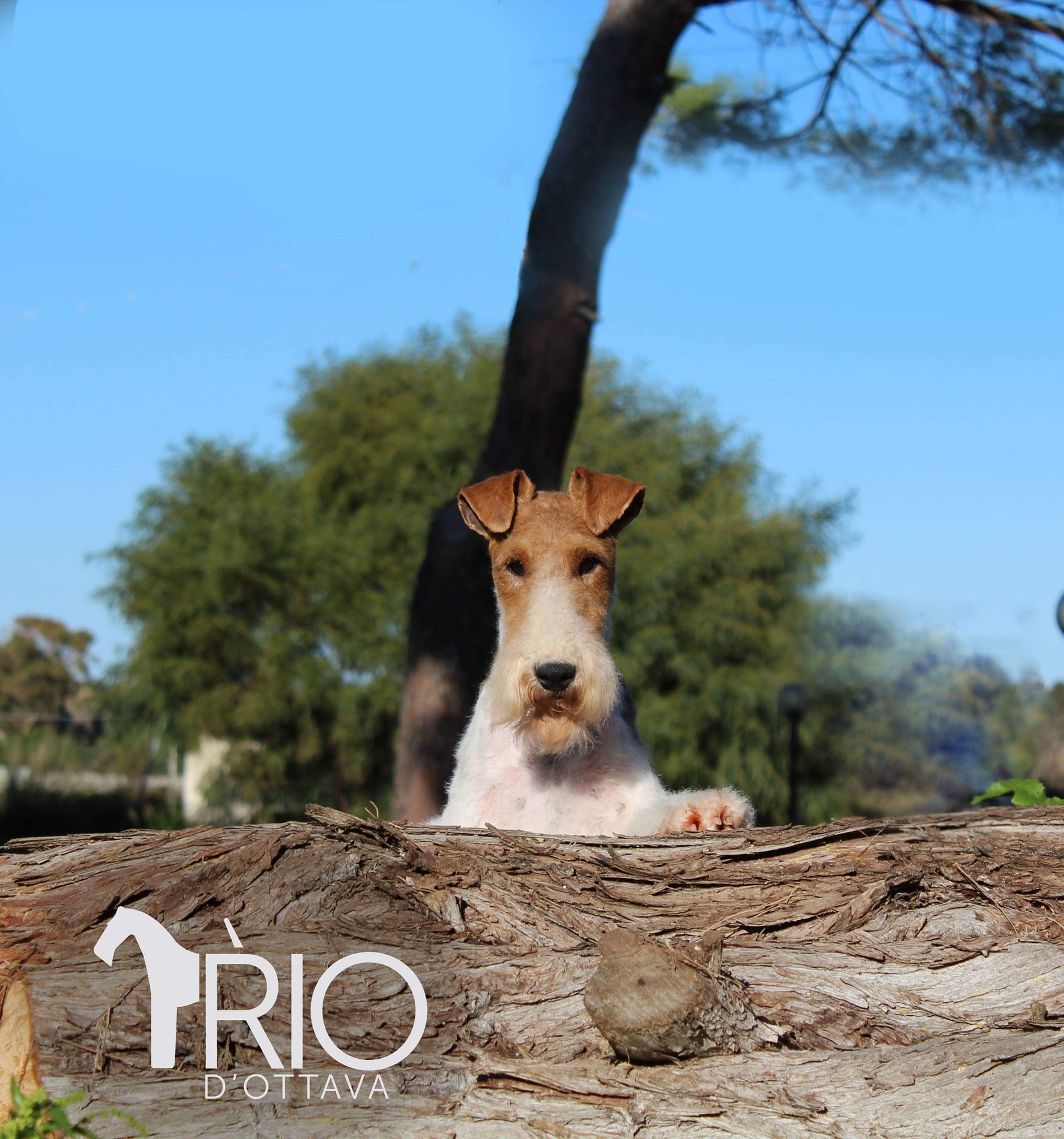 Rio d'Ottava Wire Fox Terriers by Andrea Murtula – Rio D'Ottava Bram Stoker