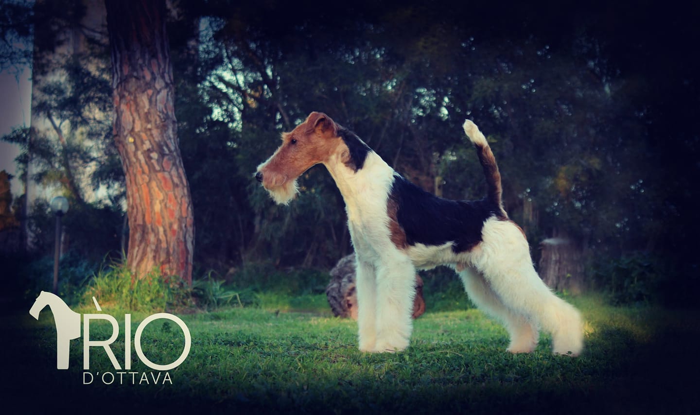 Rio d'Ottava Wire Fox Terriers by Andrea Murtula – Rio D'Ottava Black Mantra