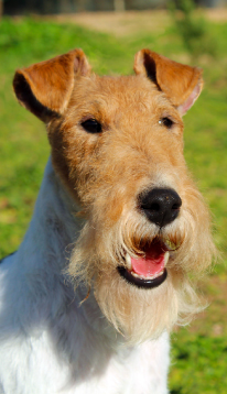 Dog Photo