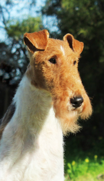 Dog Photo
