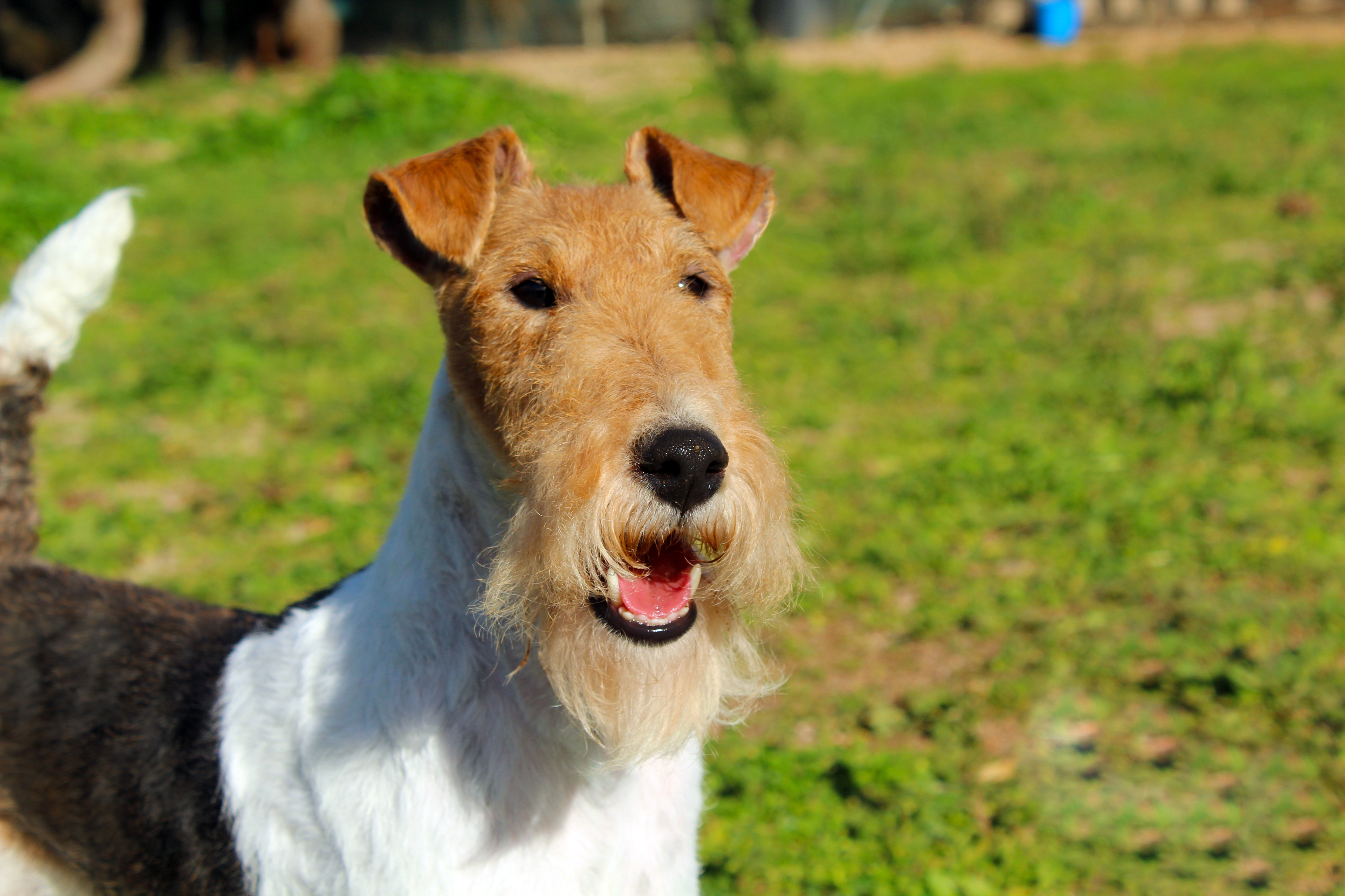 Dog Image