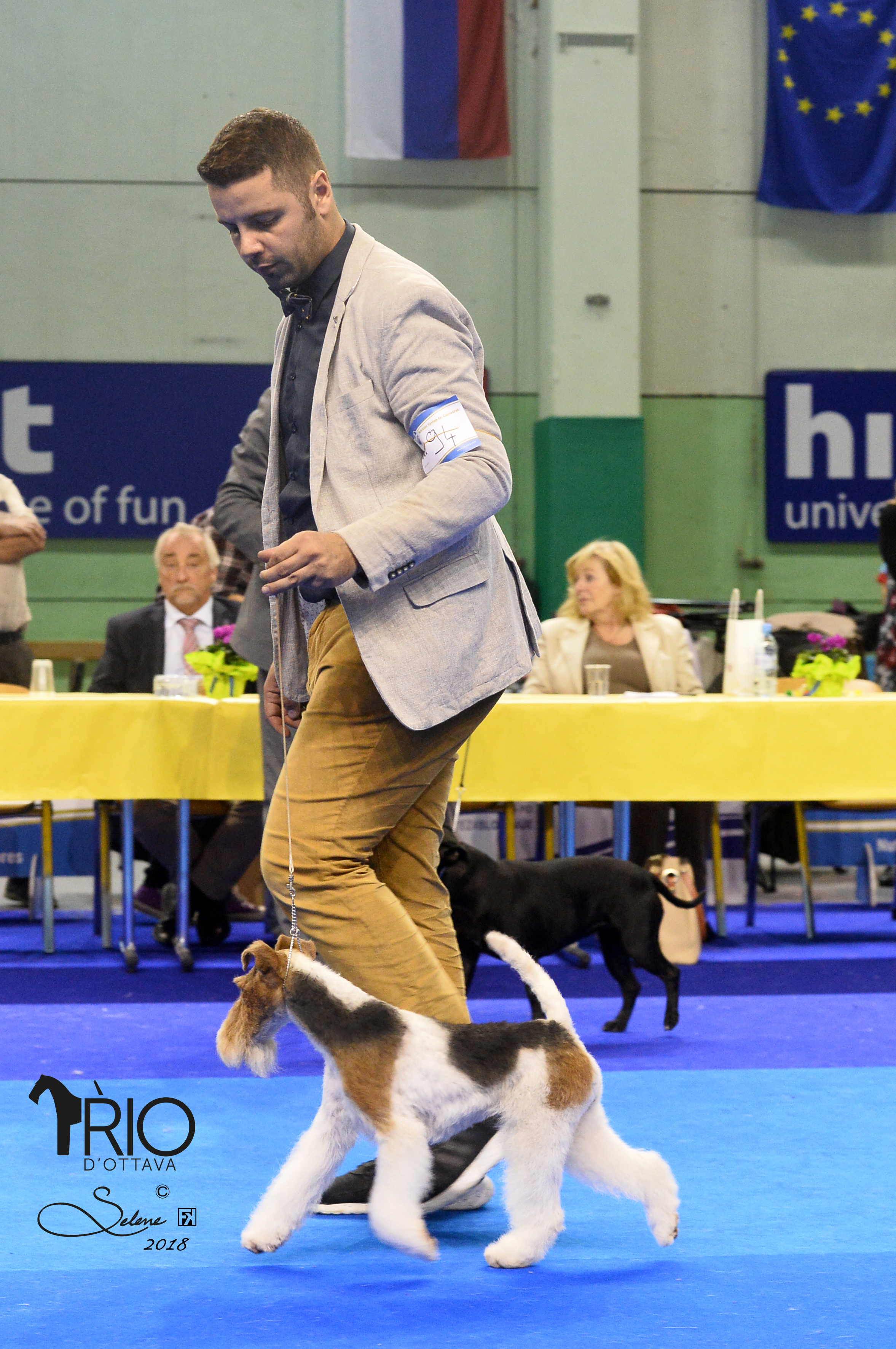 Dog Image