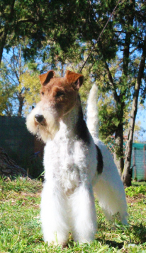 Dog Image