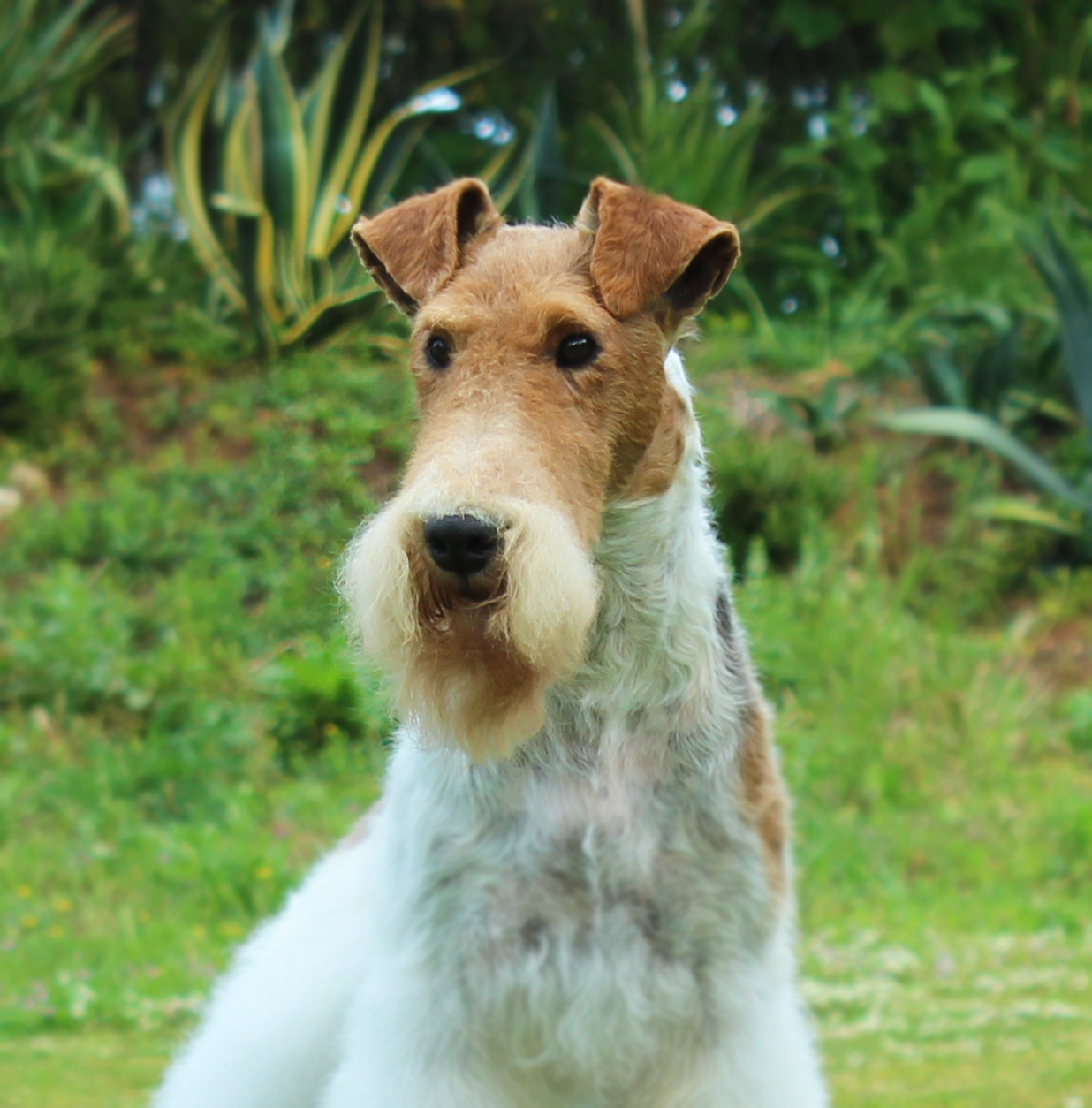 Dog Image
