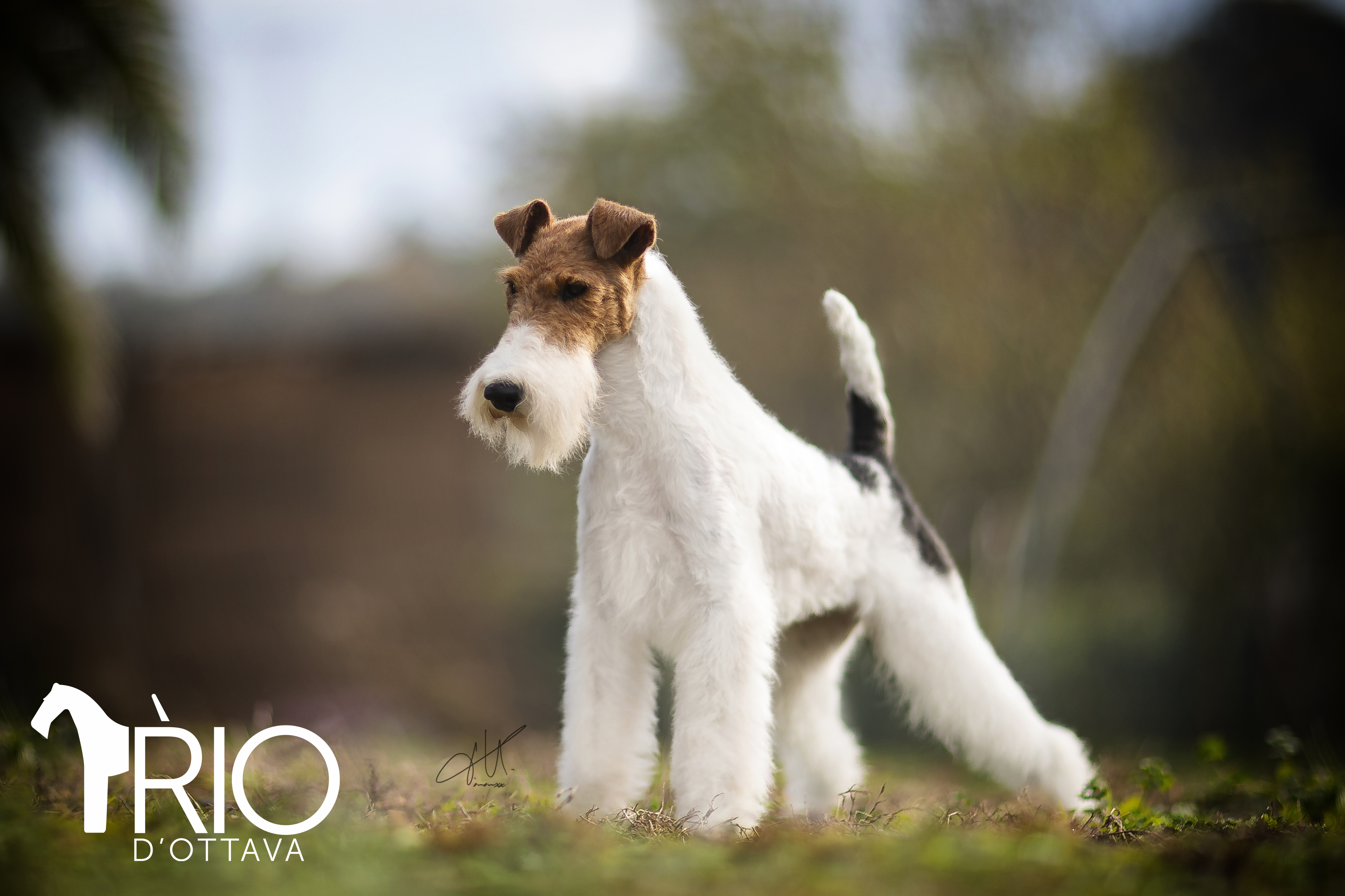 Dog Image