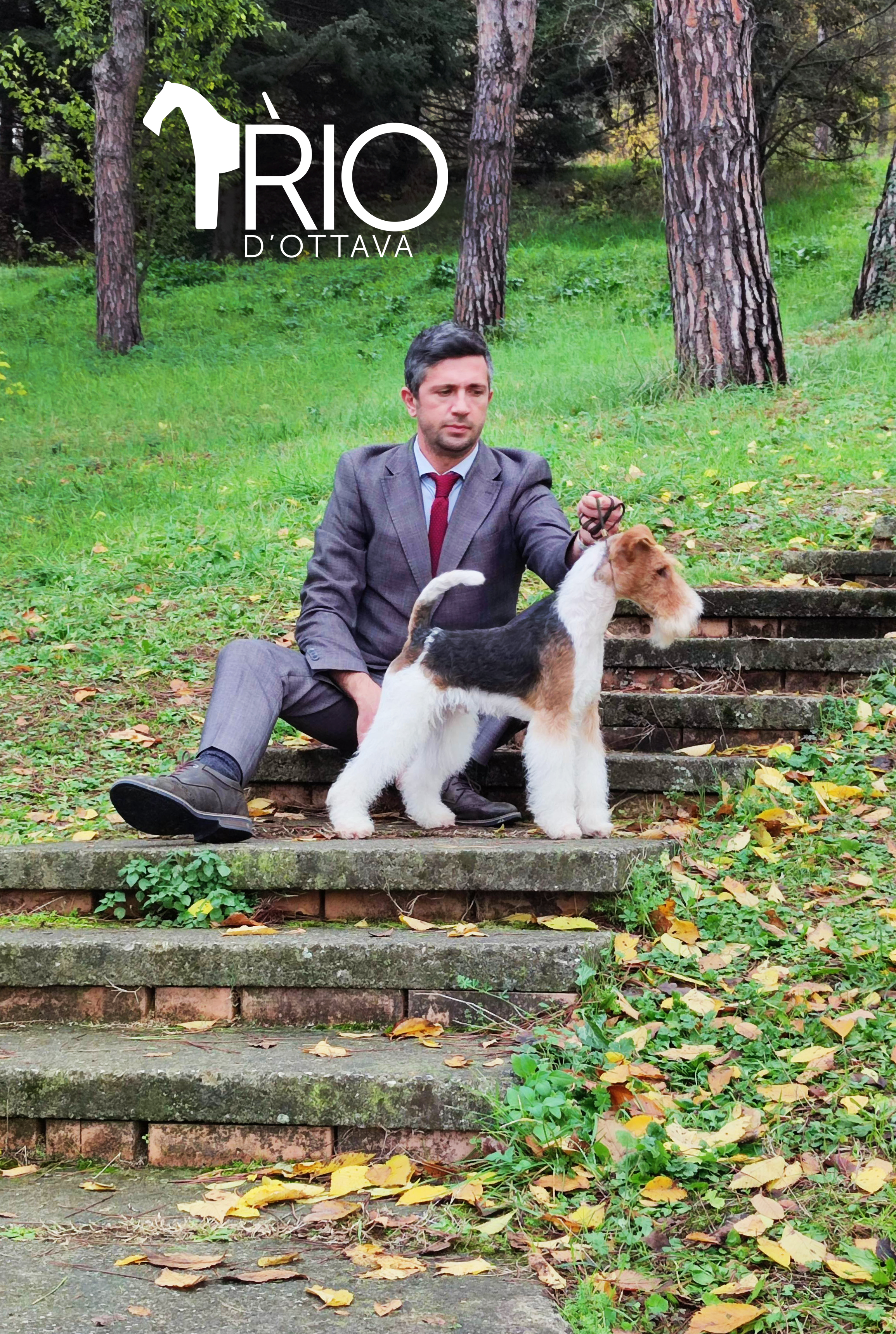 Dog Image