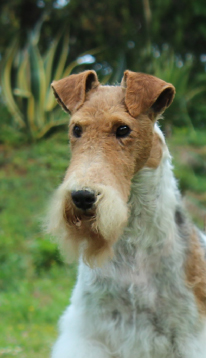 Dog Image