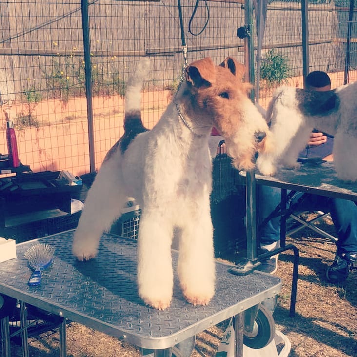 Dog Image