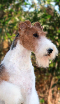 Dog Image
