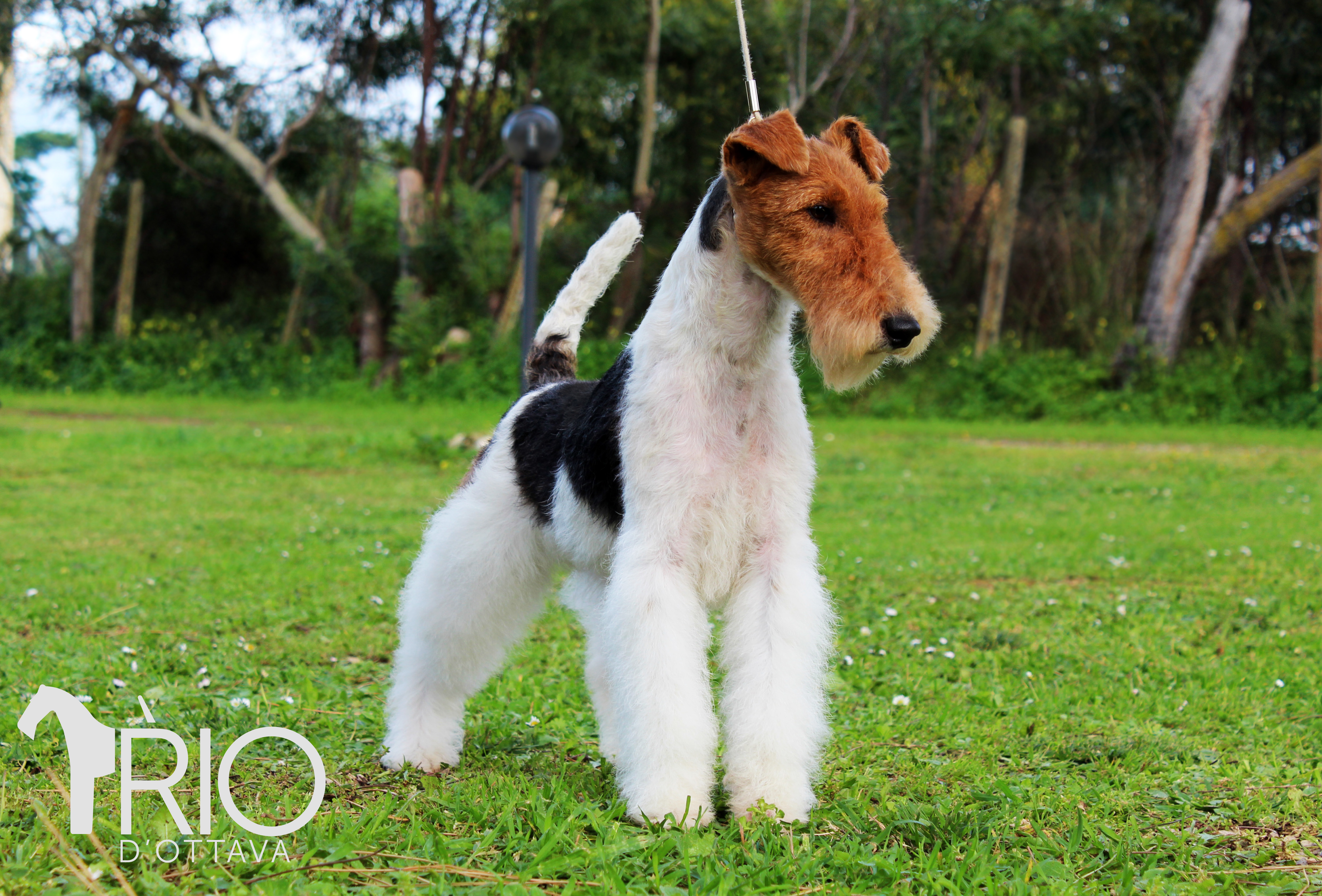 Dog Image