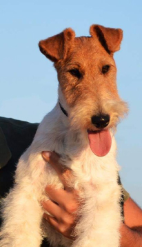 Dog Image