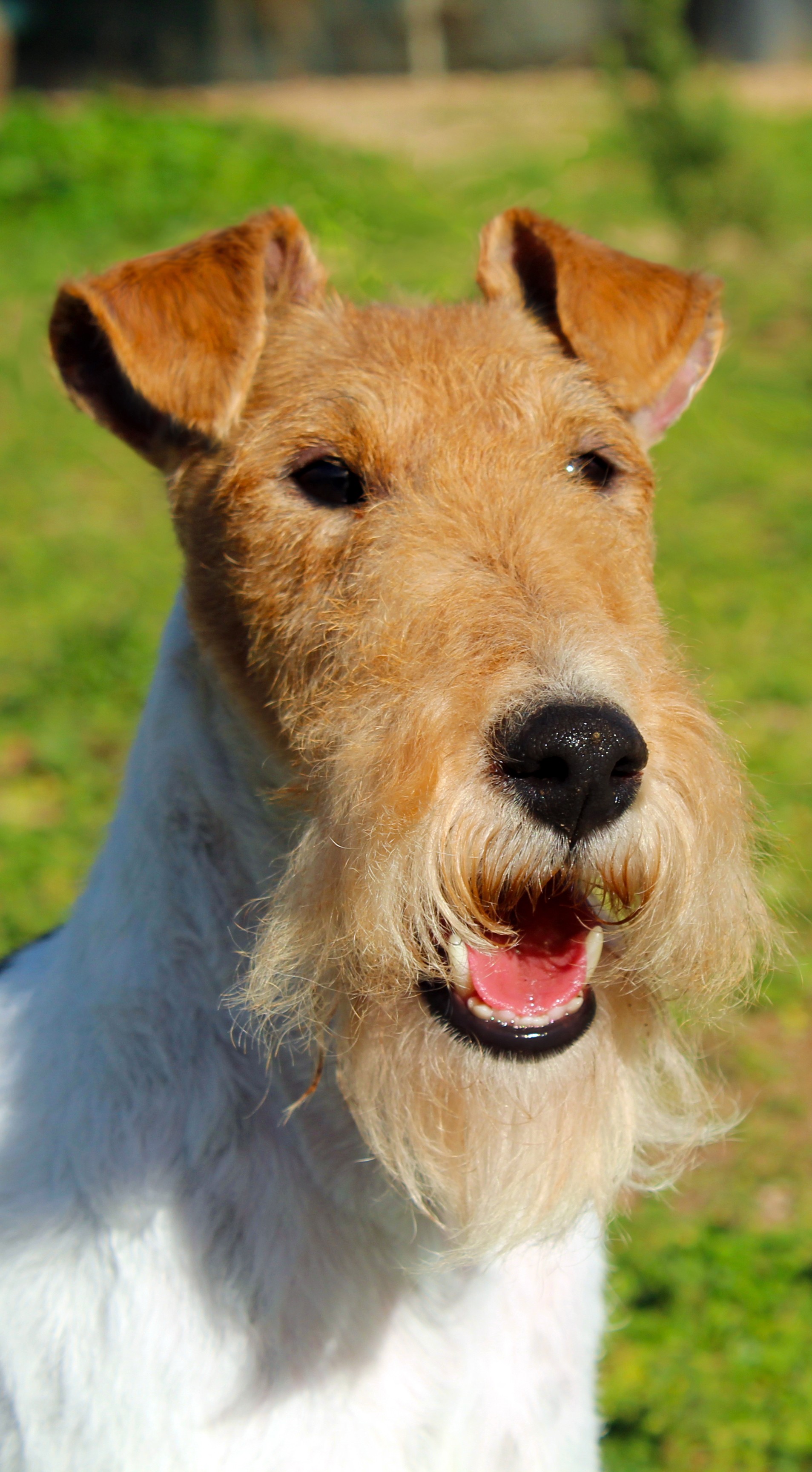 Dog Image