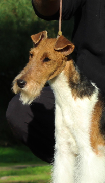 Dog Image